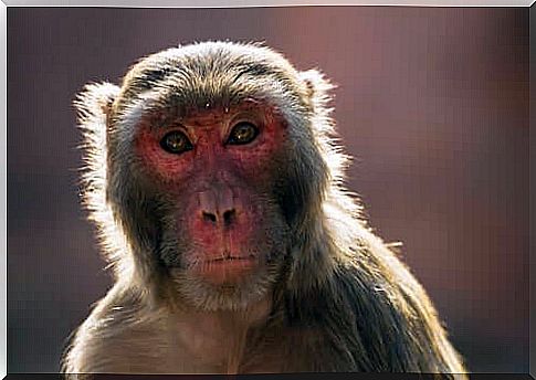 The problem of monkeys in India