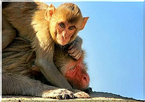 monkey baby with its mother