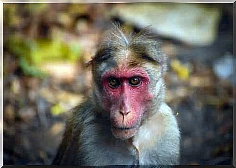 Red Faced Monkey in India