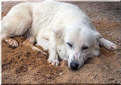 dog in the street