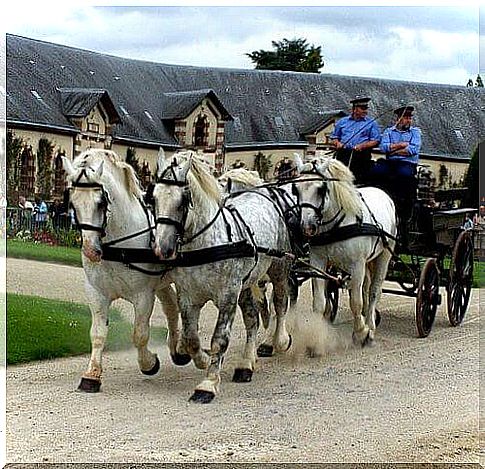 The Percheron: the Samson of Horses