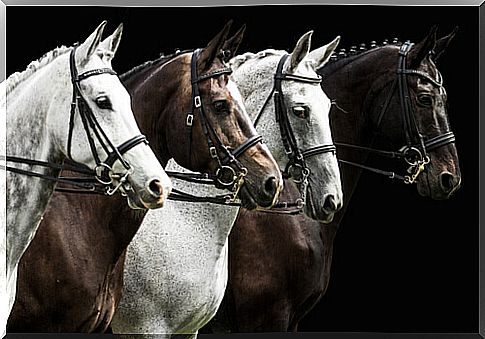 Percheron Horses