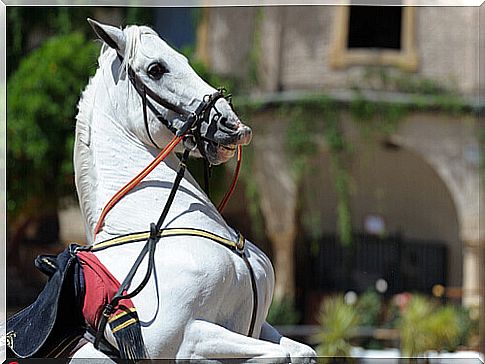 percheron horse