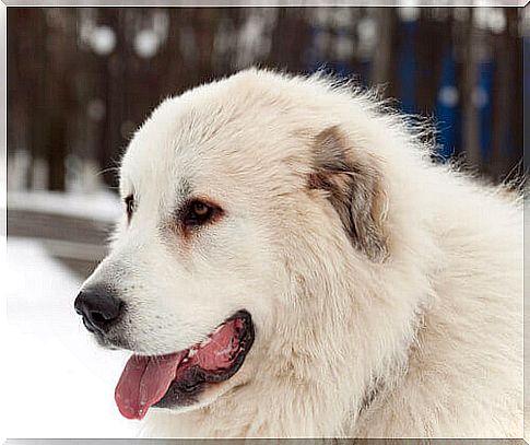 The Mastiff of the Pyrenees