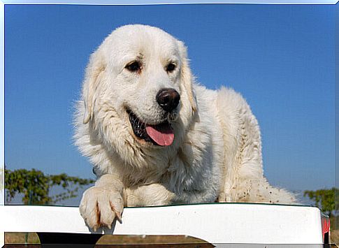 Pyrenees Mastiff