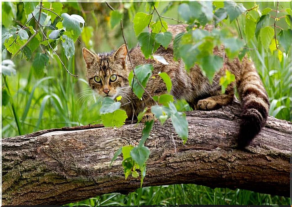 The Recovery Plan to Save the Scottish Wild Cat