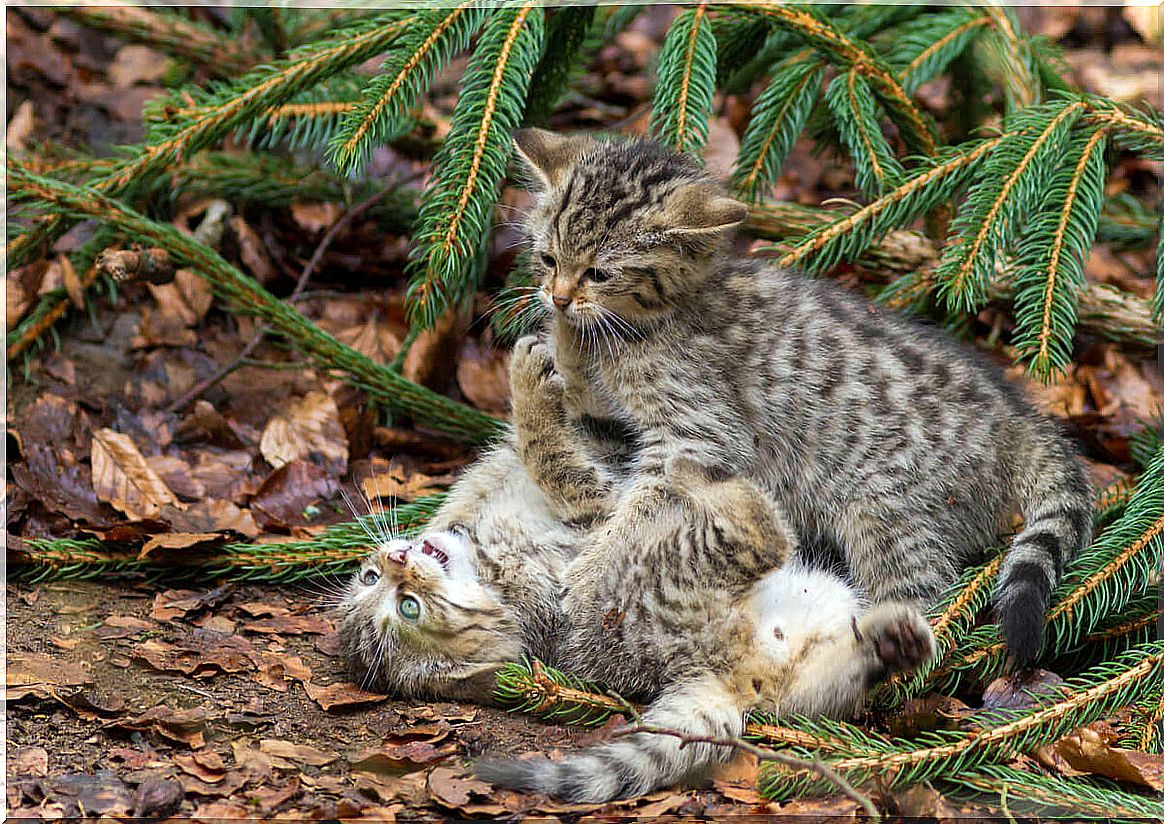 The Recovery Plan to Save the Scottish Wild Cat