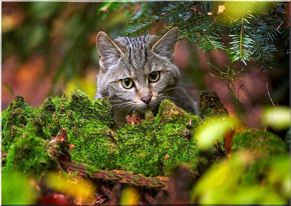 The Recovery Plan to Save the Scottish Wild Cat