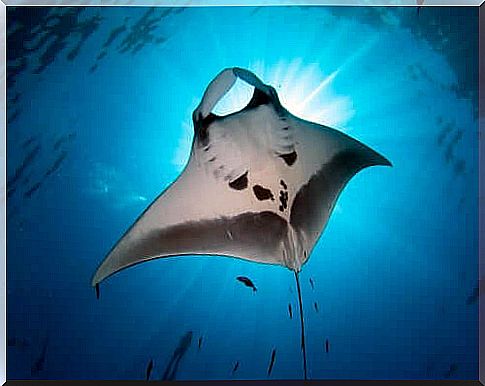 The stingray: the mysterious beauty of the sea