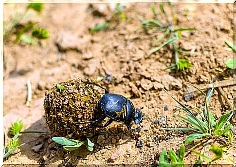 the strange scarab