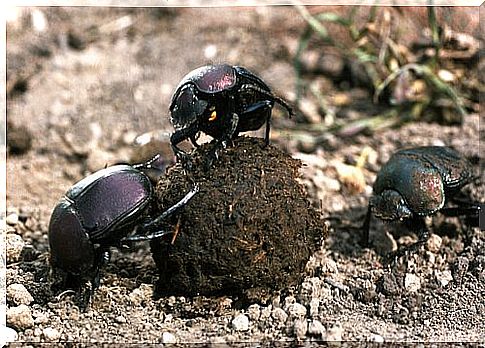 Dung ball beetles