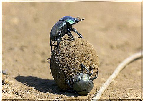 Two dung ball beetles