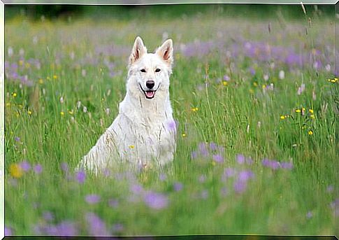 The Swiss White Shepherd: handsome and intelligent