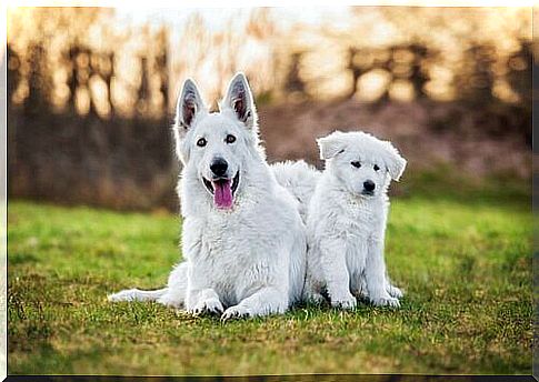 white swiss shepherd