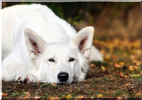 white swiss shepherd