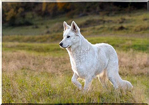 white swiss shepherd