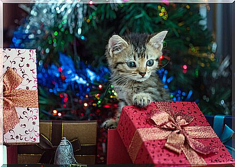 christmas-presents-for-cats