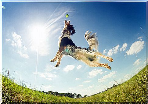 dog jumping in the sun