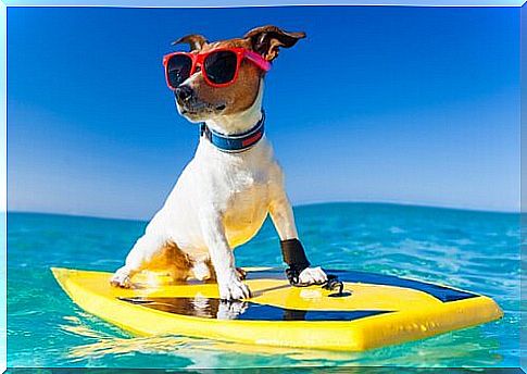 Dog in sunglasses on a surfboard