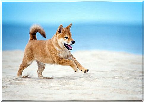 Shiba Inu running on the beach