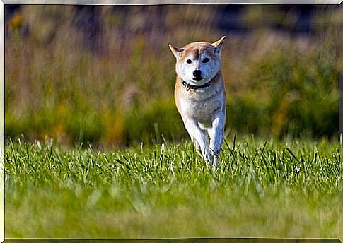 Shiba Inu