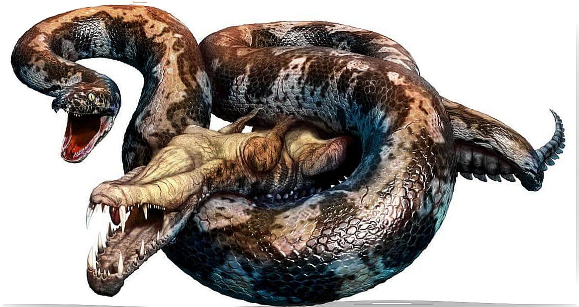 A Titanoboa eats a crocodile.