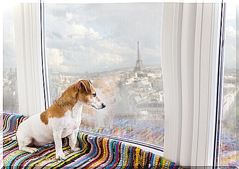 9 best destinations to travel with your dog