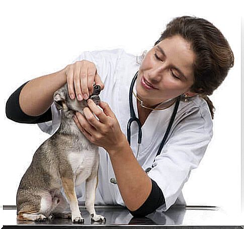 Treatment of dental problems in dogs