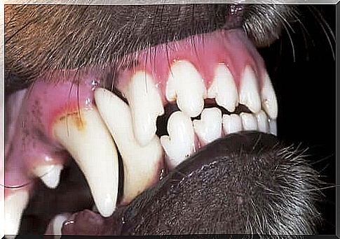 Treatment of dental problems in dogs