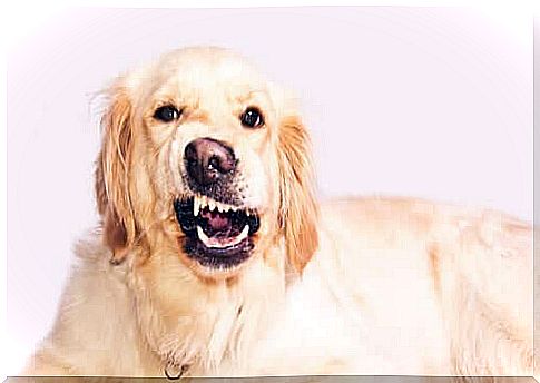 Treatment of dental problems in dogs