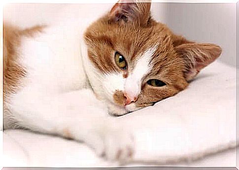 Treatments for Giardiasis in Cats