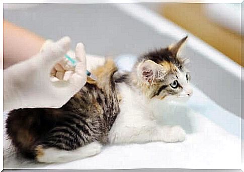 Treatments for Giardiasis in Cats