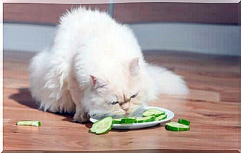 Vegetarian food for cats