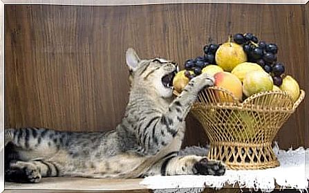 cat eating fruit