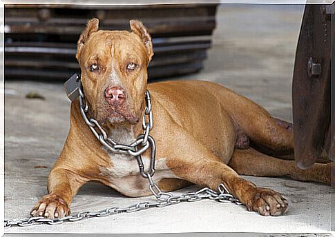 pit bull with neck chain