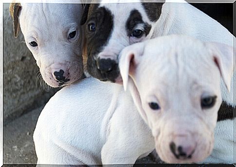 pitbull puppies