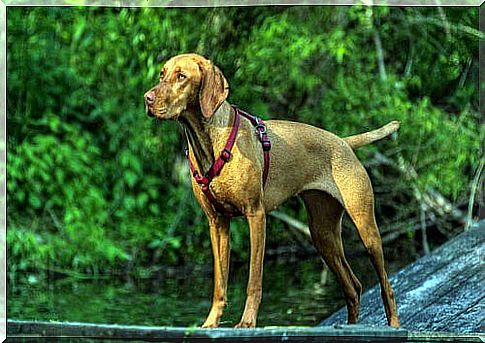 Vizsla or Hungarian Braco, one of the oldest hunting races in Europe