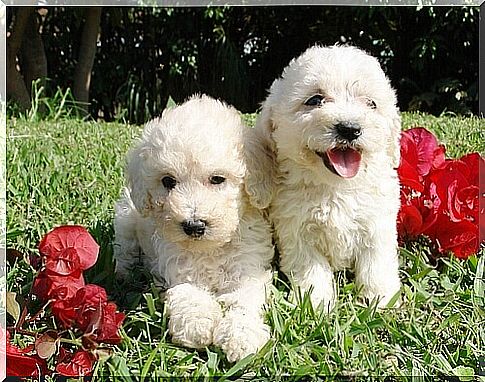 Barbet white dogs