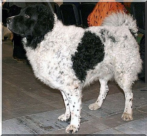 black and white frison water dog