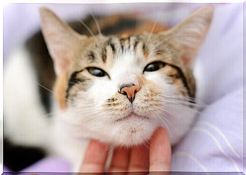 We tell you what are the skin diseases in cats