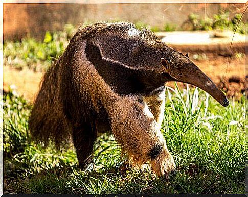 Anteater