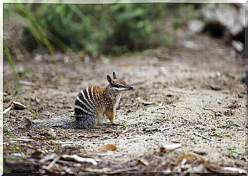 Numbat