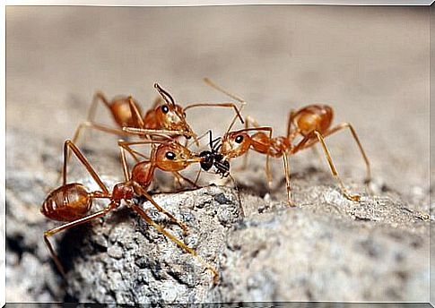 red ant