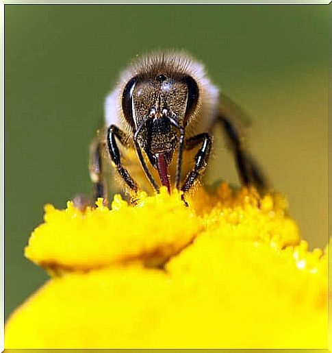 european bee