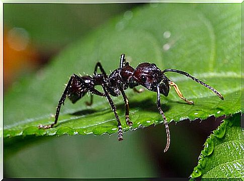 Cape Verdean Ant