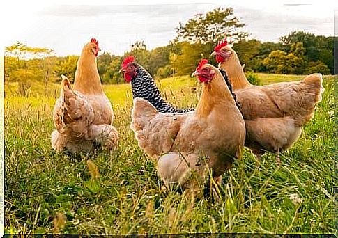 What causes coccidiosis in chickens?