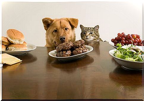 What is bi-nutrition for pets?