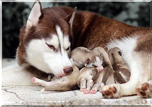 husky puppies with their mother