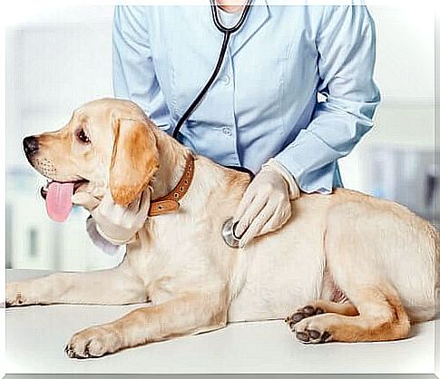 Veterinarian listening to dog