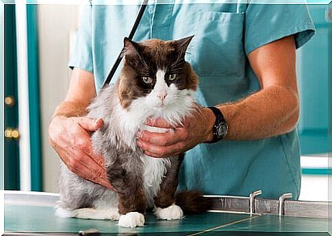 veterinarian examining cat